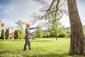 Best Tree Preservation Services  in Haslet, TX