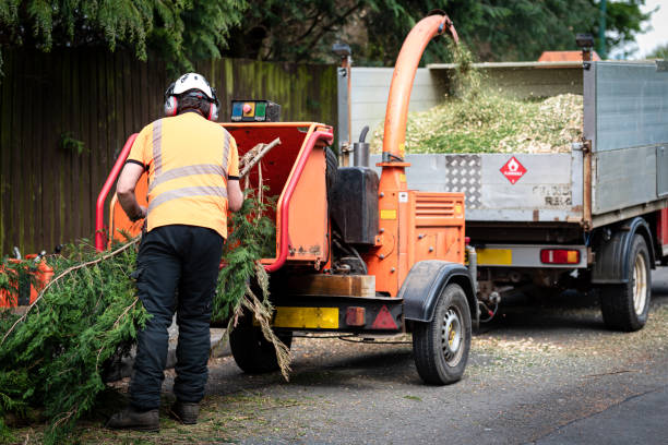 Best Tree Risk Assessment  in Haslet, TX