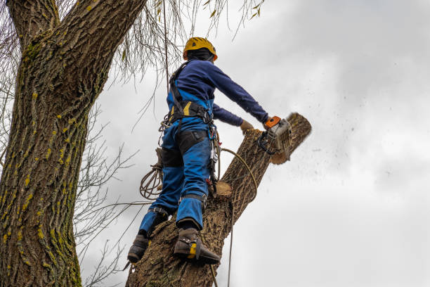 Best Tree Disease Treatment  in Haslet, TX