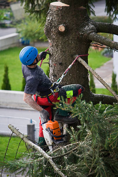 Best Tree Health Inspection  in Haslet, TX