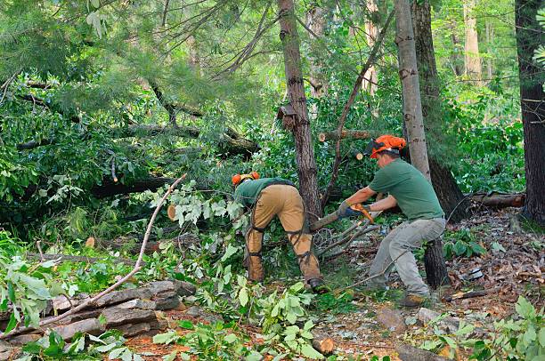 Best Hazardous Tree Removal  in Haslet, TX