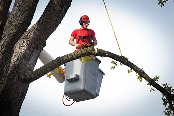 Best Utility Line Clearance  in Haslet, TX