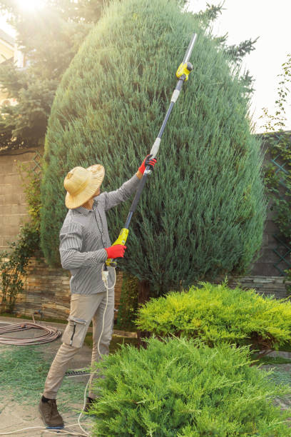 Best Tree Maintenance Programs  in Haslet, TX