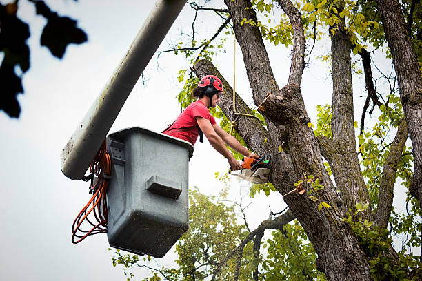 Best Tree Preservation Services  in Haslet, TX