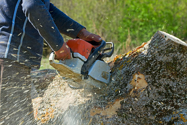 How Our Tree Care Process Works  in  Haslet, TX