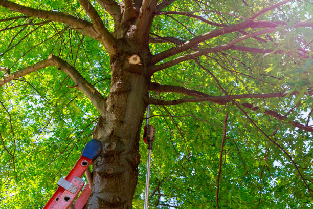 Best Fruit Tree Pruning  in Haslet, TX
